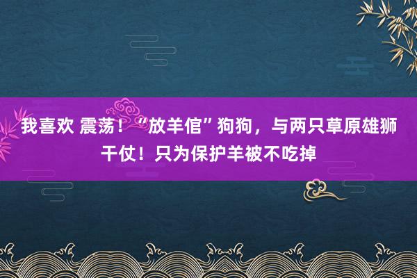 我喜欢 震荡！“放羊倌”狗狗，与两只草原雄狮干仗！只为保护羊被不吃掉