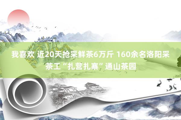 我喜欢 近20天抢采鲜茶6万斤 160余名洛阳采茶工“扎营扎寨”通山茶园